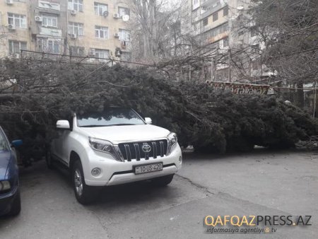 Güclü külək ağacı “Prado” və “BMW”nin üzərinə aşırdı - FOTO