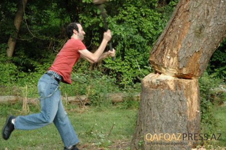 Nazirlik ağaclara qənim kəsilən şəxsi tapdı